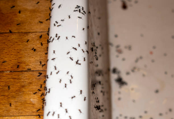 Best Mosquito Control Services  in Woodbury, NJ